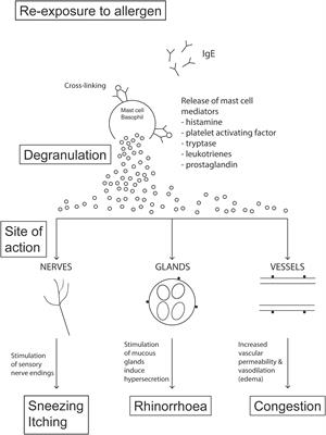 Modulation of Allergic Inflammation in the Nasal Mucosa of Allergic Rhinitis Sufferers With Topical Pharmaceutical Agents